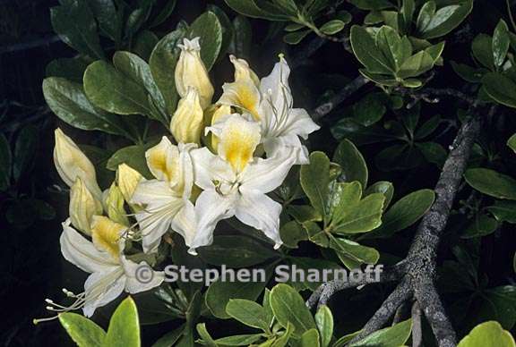 rhododendron occidentale 2 graphic